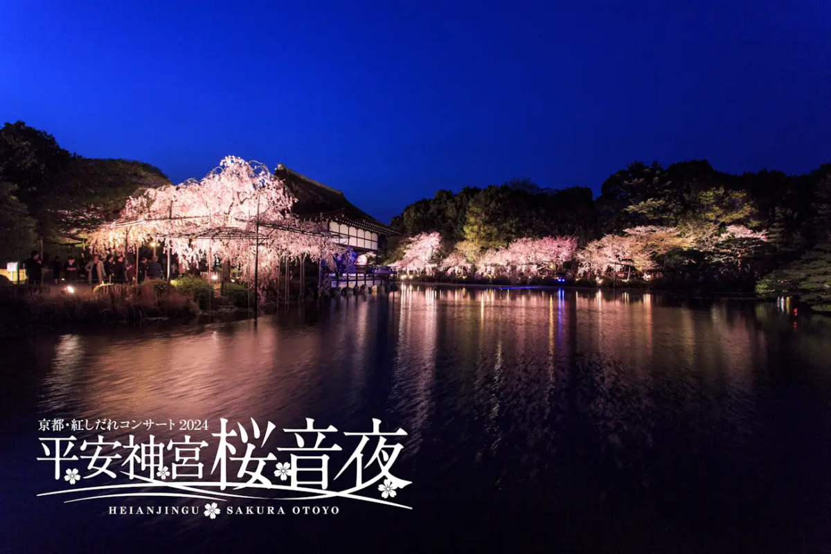 京都「平安神宮 桜音夜（さくらおとよ）～紅しだれコンサート2024～」開催